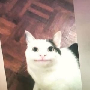 Meet your Posher, Ava